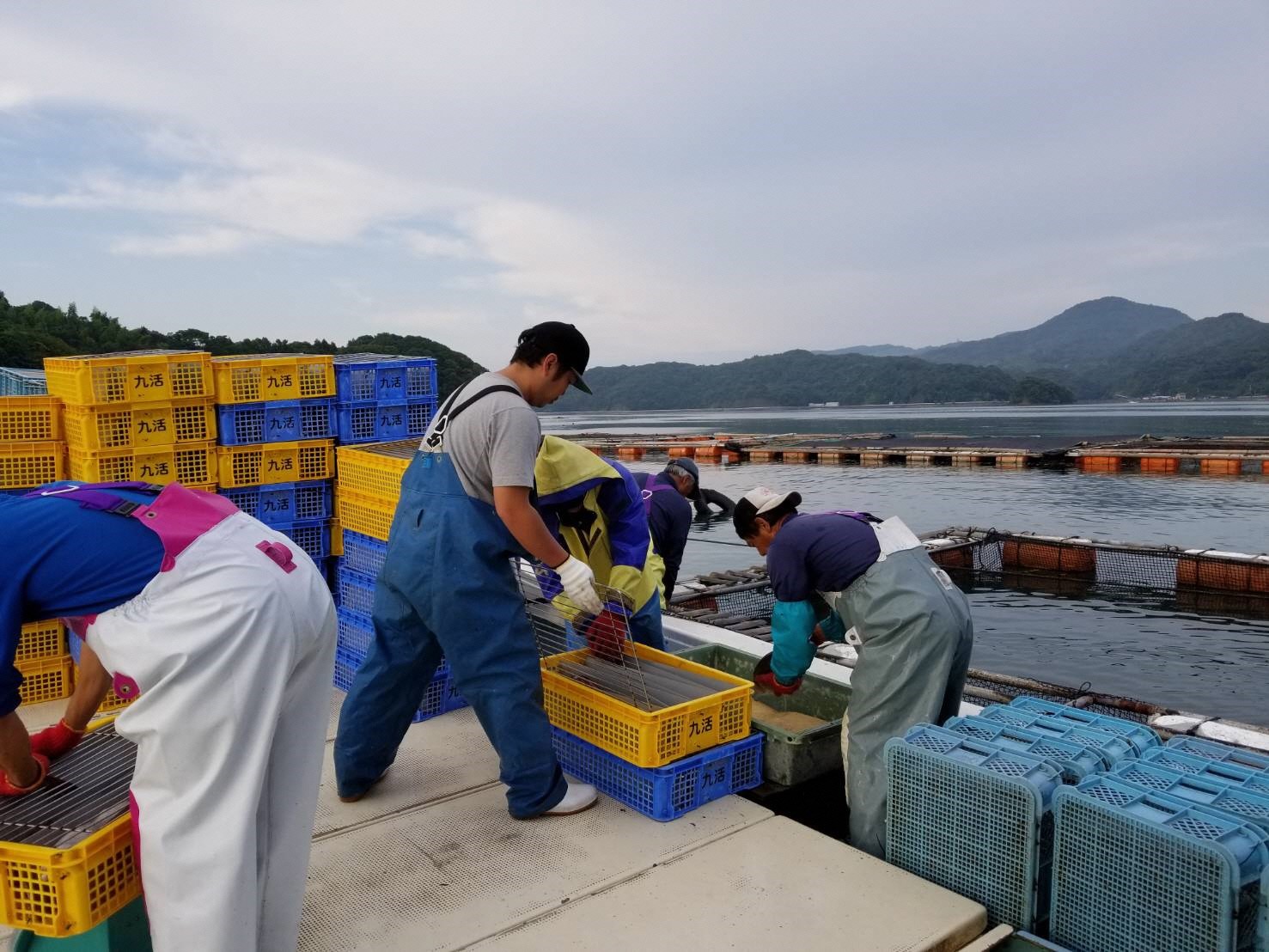 魚類養殖_出荷作業